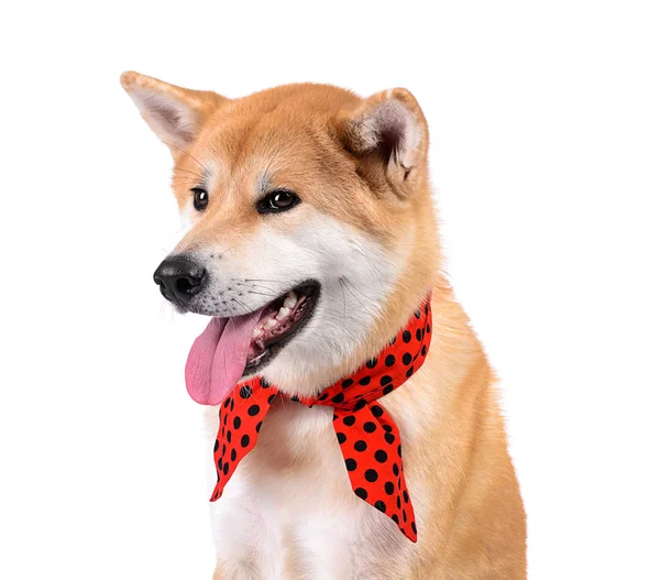 Roztomilý pes Akita Inu na bílém pozadí — Stock fotografie