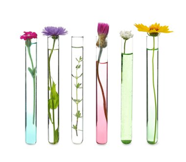 Laboratuvar test tüpleri ile bitkiler beyaz arka plan üzerinde