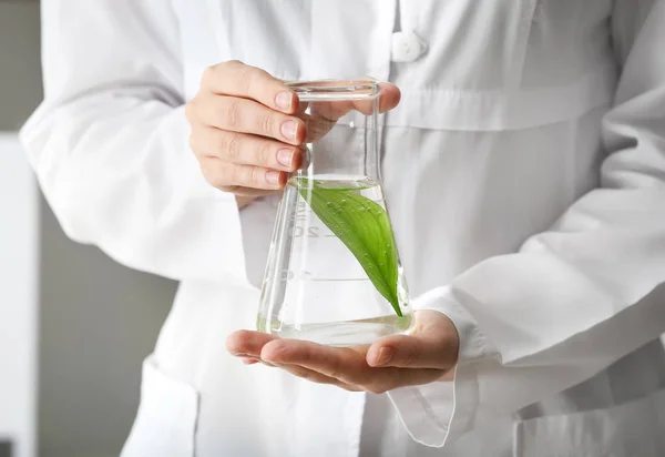 Lab worker holding flask with leaf, closeup — Stock Photo, Image