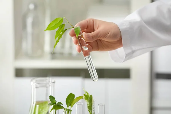 Trabajador de laboratorio sosteniendo tubo de ensayo con planta sobre fondo borroso, primer plano — Foto de Stock