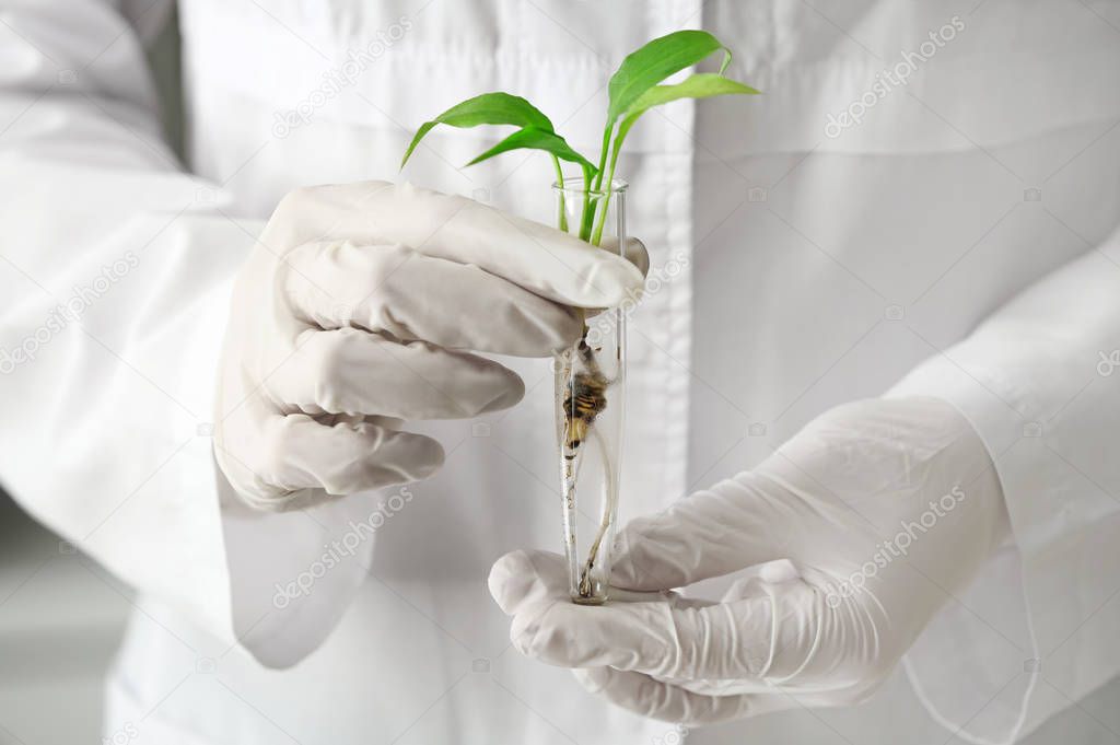 Lab worker holding test tube with plant, closeup