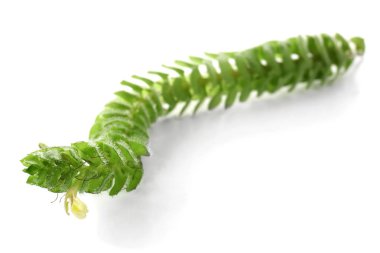 beyaz zemin üzerine tropikal çiçek