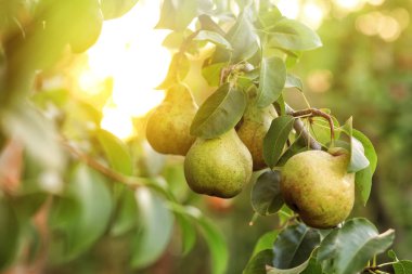 Bahçedeki ağaç dalında olgun sulu armutlar