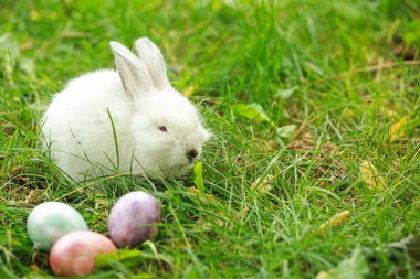 Sevimli tavşan ve Paskalya yumurtaları açık havada yeşil çimenlerin üzerinde