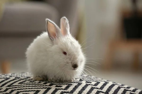Cute fluffy rabbit indoors — Stock Photo, Image