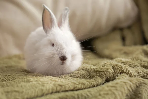 Niedliche flauschige Kaninchen auf Plaid — Stockfoto