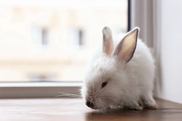 Roztomilý nadýchané králík na okenním parapetu — Stock fotografie