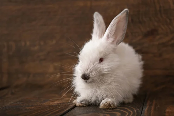 Carino morbido coniglio su sfondo di legno — Foto Stock