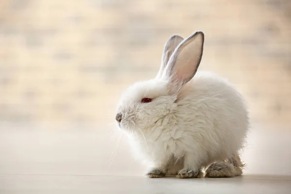 Lindo conejo esponjoso en el suelo — Foto de Stock