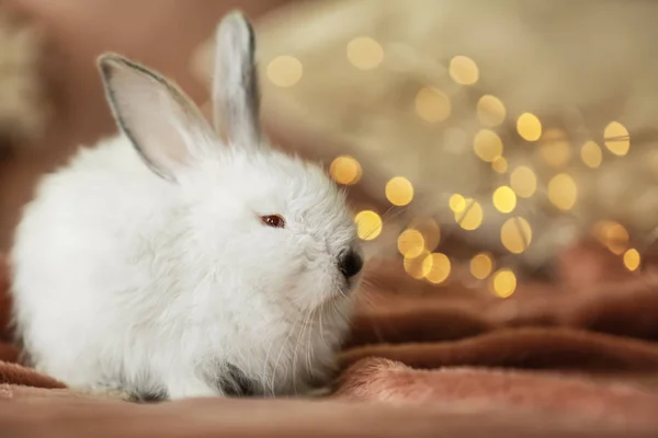 Lindo conejo esponjoso en cuadros contra luces desenfocadas — Foto de Stock