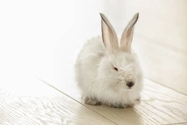 階にかわいいふわふわウサギ — ストック写真