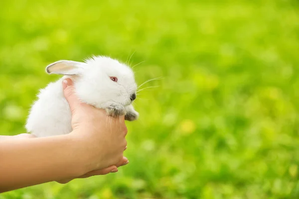 Mujer sosteniendo lindo conejo esponjoso al aire libre —  Fotos de Stock