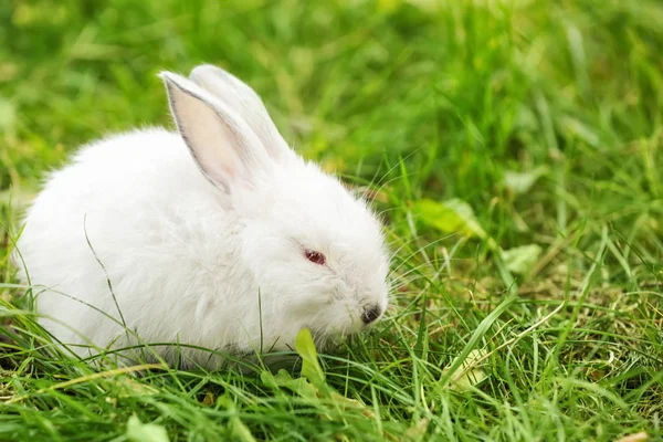 Lindo conejo esponjoso en la hierba verde al aire libre —  Fotos de Stock