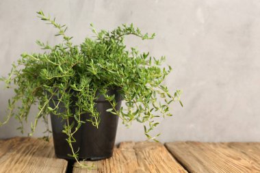 Yeşil kekik bitki tencerede ahşap tablo