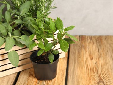 Ahşap masa üzerinde taze aromatik bitkiler