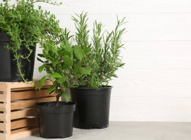 Tencere gri tablo taze aromatik otlar ile