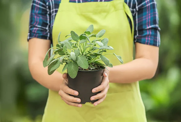 Woman holding pot with fresh aromatic herb outdoors — Stock Photo, Image