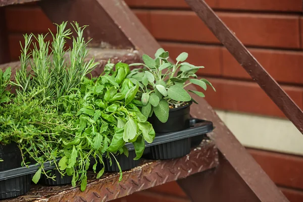 Ollas con hierbas aromáticas frescas en escaleras al aire libre — Foto de Stock
