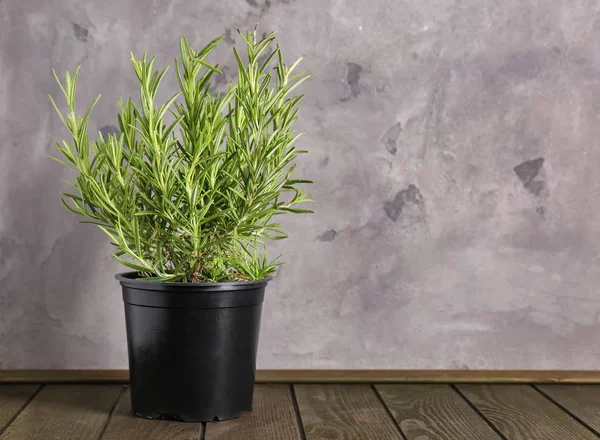 Planta de romero verde en maceta sobre mesa de madera — Foto de Stock