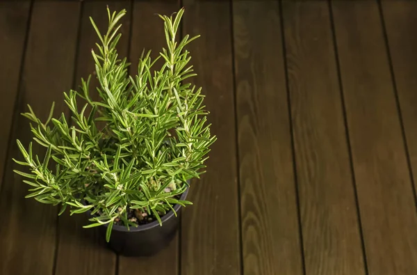 Planta de romero verde en maceta sobre mesa de madera — Foto de Stock