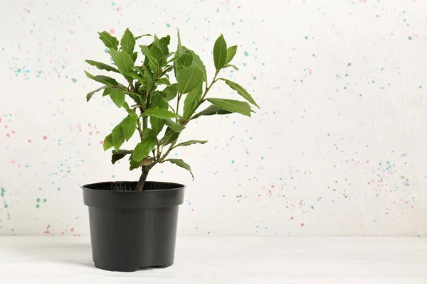 Pot with laurel tree on white table