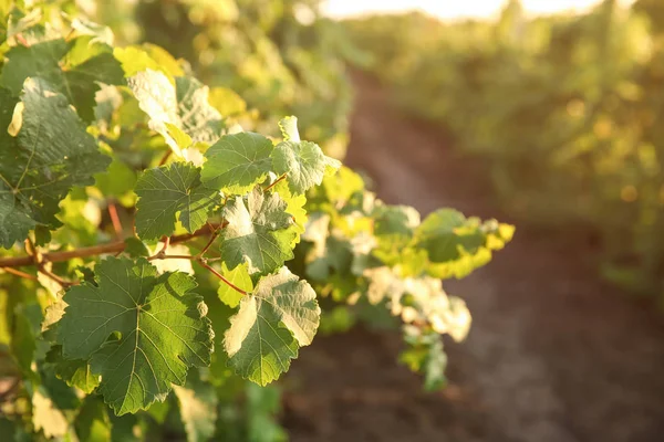 Viñas verdes que crecen en viñedos —  Fotos de Stock