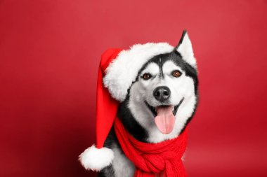 Noel Baba şapkası renk arka plan üzerinde çok güzel husky köpek