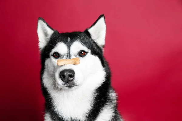 Adorable husky dog with tasty treat on nose against color background — Stock Photo, Image