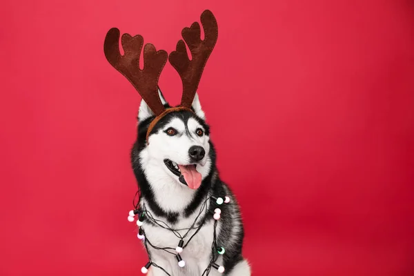 Красивая хаски-собака с оленьими рогами и гирляндой на цветном фоне — стоковое фото