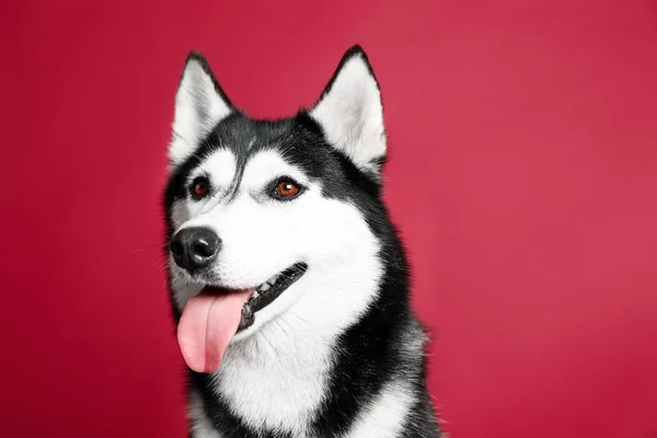 Adorável cão husky no fundo de cor — Fotografia de Stock