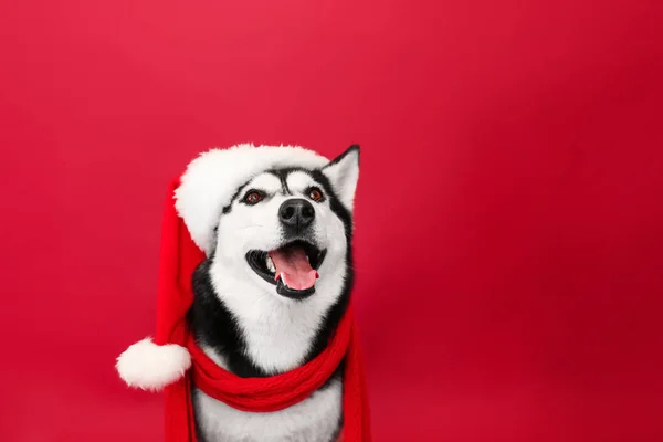 Adorabile cane husky in cappello Babbo Natale su sfondo colore — Foto Stock