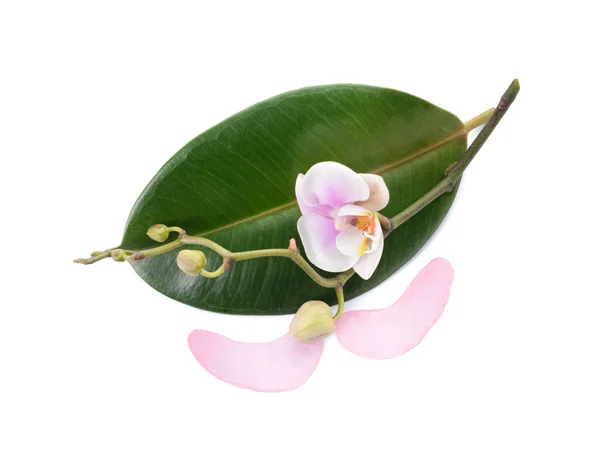 Under-eye patches with orchid flower on white background — Stock Photo, Image