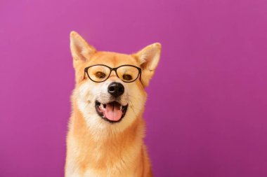 Renk arka plan üzerinde gözlüklü şirin Akita Inu köpek