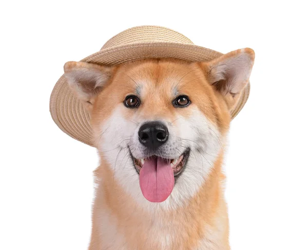 Cão Akita Inu bonito em chapéu no fundo branco — Fotografia de Stock