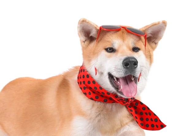 Roztomilý Akita Inu pes se slunečními brýlemi na bílém pozadí — Stock fotografie
