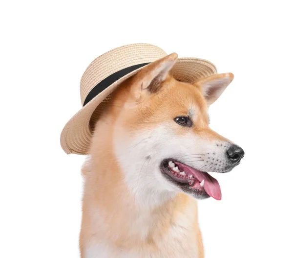 可爱的秋田伊努狗在白色背景的帽子 — 图库照片