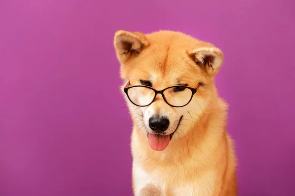 Lindo perro Akita Inu con gafas en el fondo de color —  Fotos de Stock