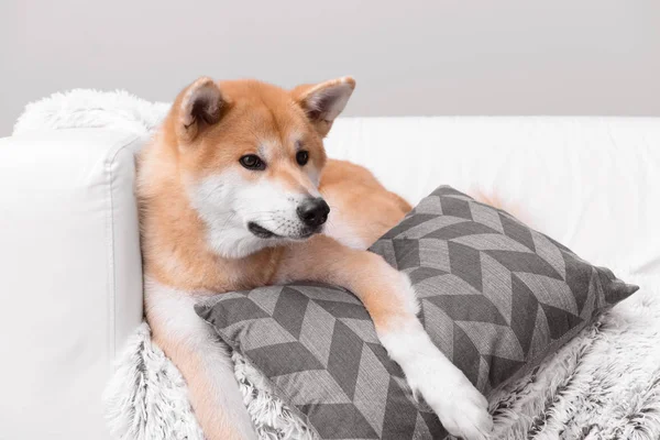 Симпатичні собаки Акіта-іну на дивані — стокове фото