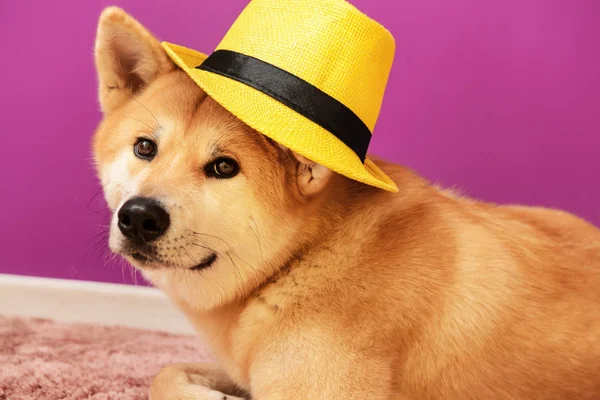 Roztomilý pes Akita Inu v klobouku leží na koberci — Stock fotografie