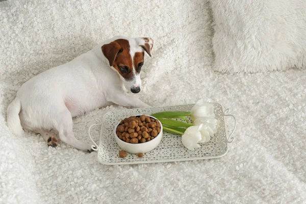 Cute funny dog near tray with food on sofa — Stock Photo, Image