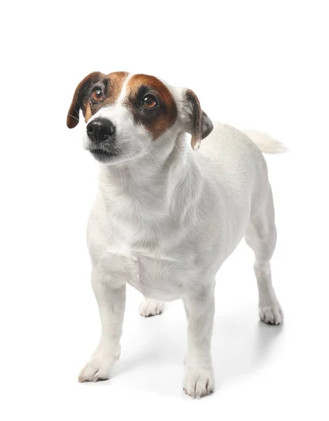 Lindo perro divertido y tazón con comida seca sobre fondo blanco — Foto de Stock