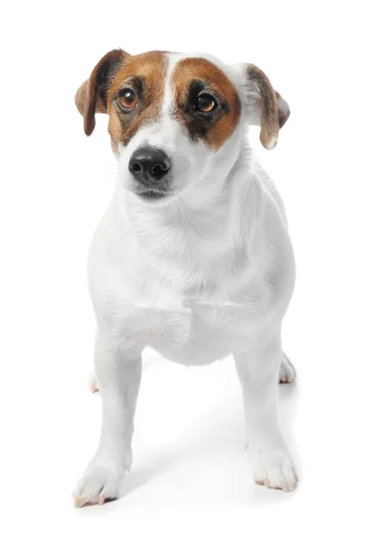 Lindo perro divertido y tazón con comida seca sobre fondo blanco — Foto de Stock
