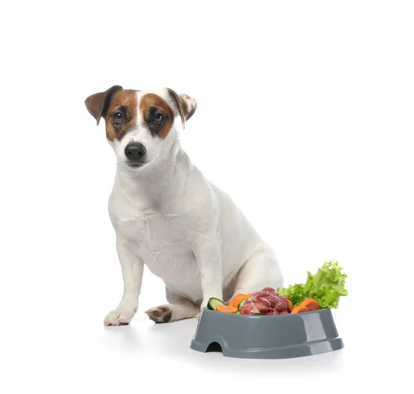 Cão engraçado bonito e tigela com comida saudável no fundo branco — Fotografia de Stock