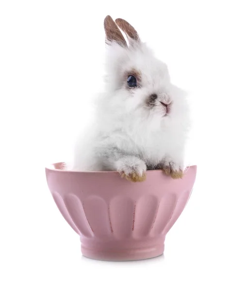Cute fluffy rabbit in cup on white background — Stock Photo, Image