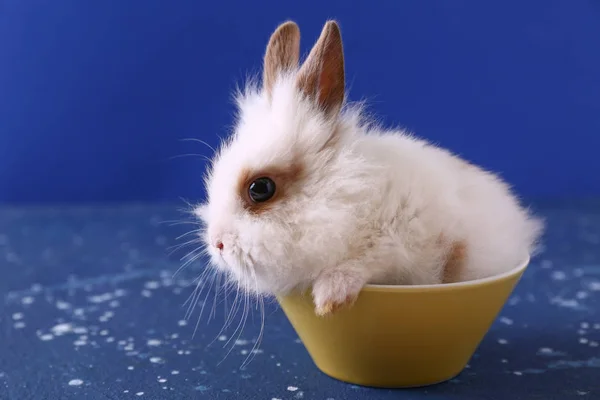 Ładny królik puszyste w misce na kolor tła — Zdjęcie stockowe