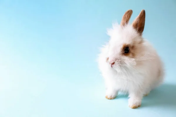 Roztomilý nadýchaný králík na barevném pozadí — Stock fotografie