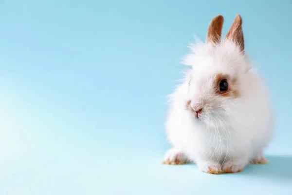 Cute fluffy rabbit on color background — Stock Photo, Image