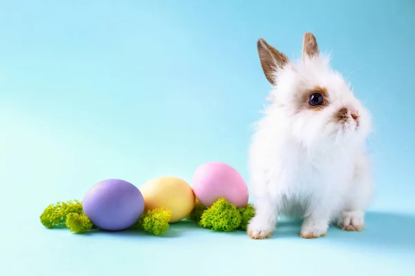 Cute fluffy rabbit with Easter eggs on color background — Stock Photo, Image