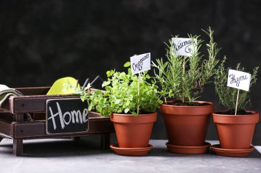 Tencere gri tablo taze aromatik otlar ile