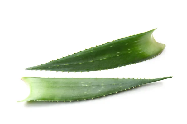Aloe vera leaves on white background — Stock Photo, Image